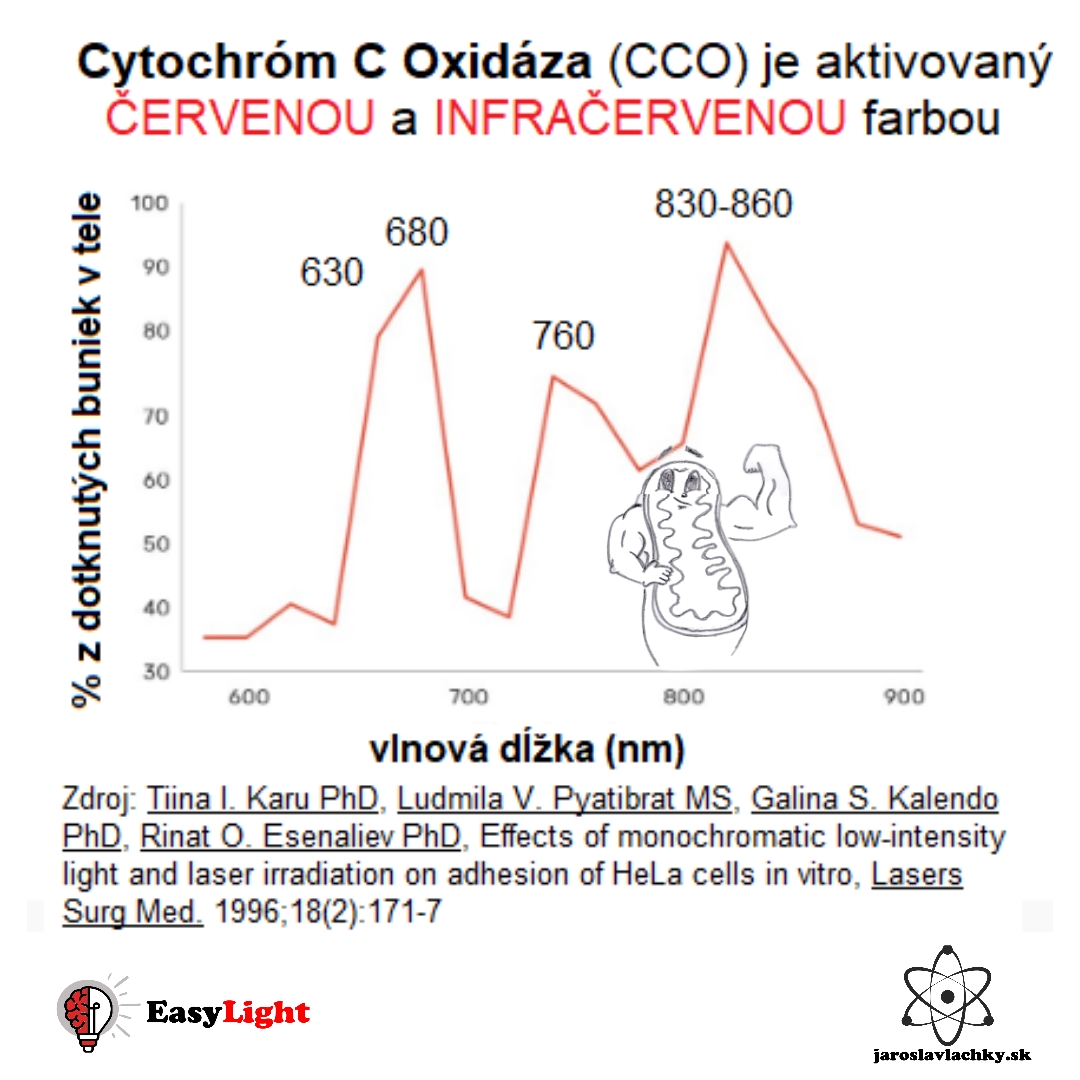 Tiina Karu Štúdia cytochrom C oxidaza aktivovaný červeným a infračerveným svetlom